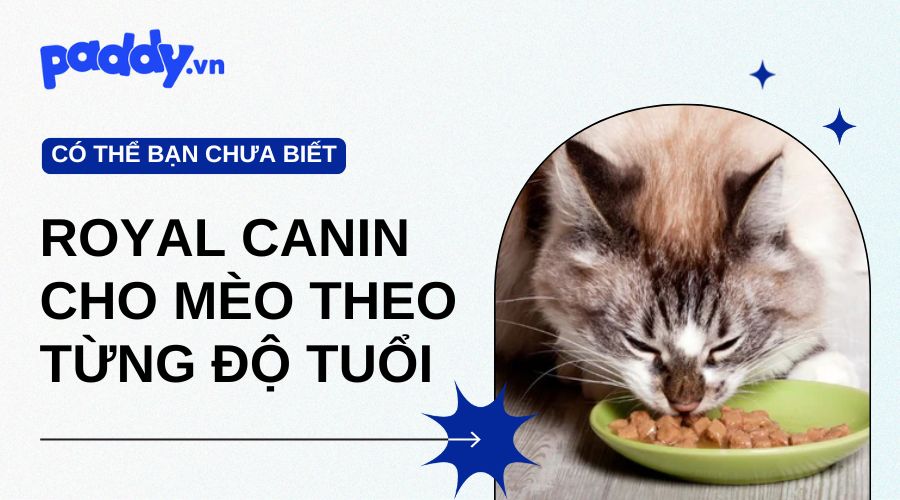 Royal Canin Cho Mèo Theo Từng Độ Tuổi