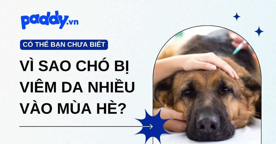 Vì sao chó bị viêm da nhiều vào mùa hè?
