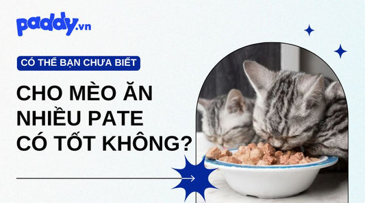 mèo ăn nhiều pate có tốt không