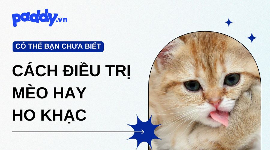 Mèo hay ho khạc: nguyên nhân và cách điều trị hiệu quả