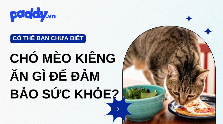 Chó mèo nên kiêng ăn gì để đảm bảo sức khỏe?