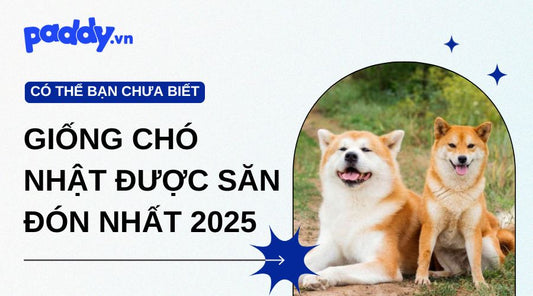 Khám phá đặc điểm giống chó Nhật: Top 8 giống chó Nhật được săn đón nhất 2025