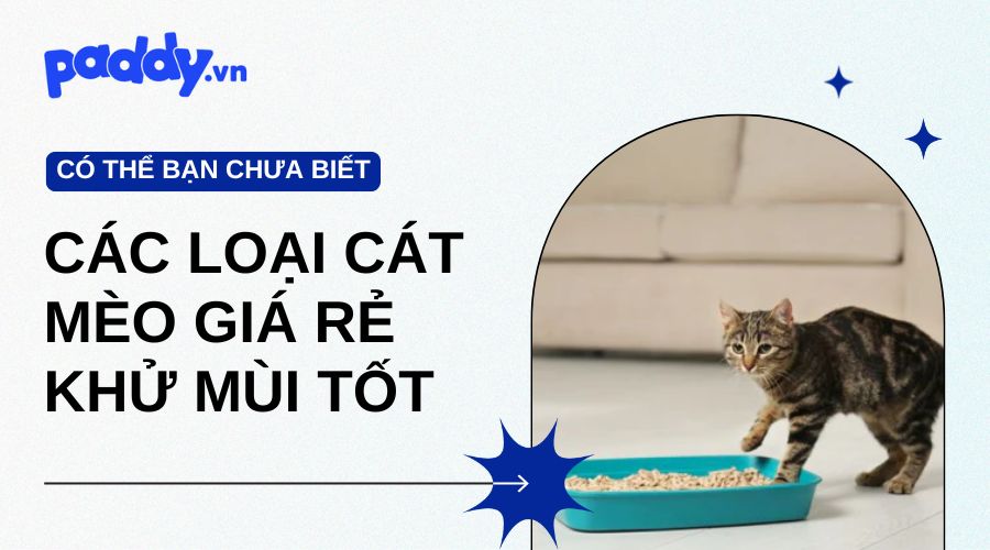 Các loại cát mèo giá rẻ