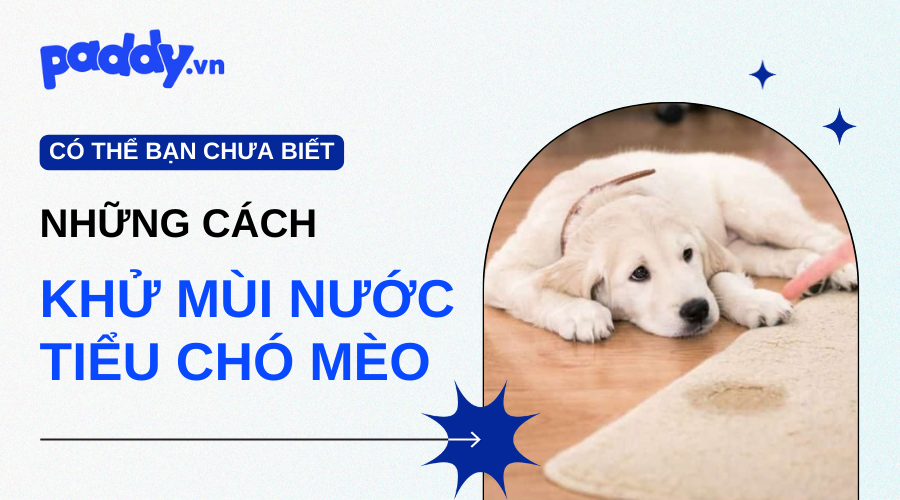 Cách khử mùi nước tiểu chó, mèo hiệu quả - Paddy Pet Shop