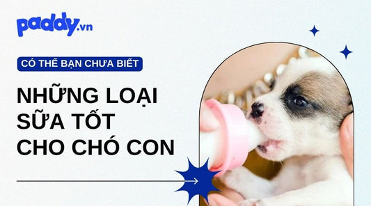 Chó Con Uống Sữa Gì? Những Loại Sữa Tốt Dành Cho Chó Con - Paddy Pet Shop