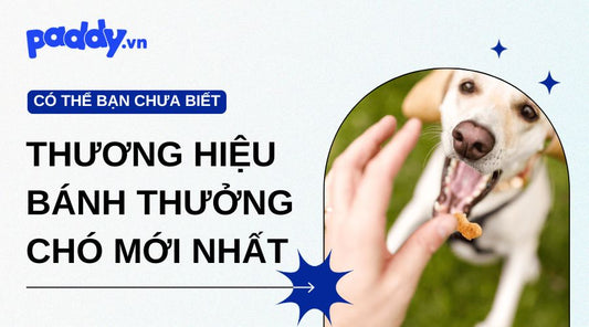Các loại thương hiệu bánh thưởng chó mới nhất và lợi ích tuyệt vời