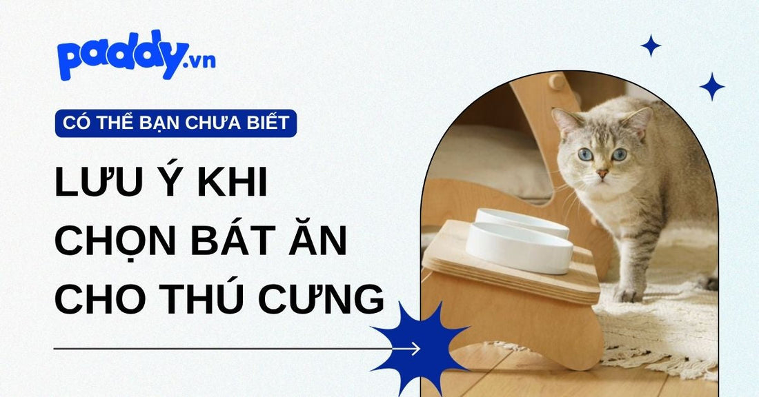 Một số lưu ý khi chọn bát ăn cho thú cưng giúp bữa ăn an toàn và thoải mái