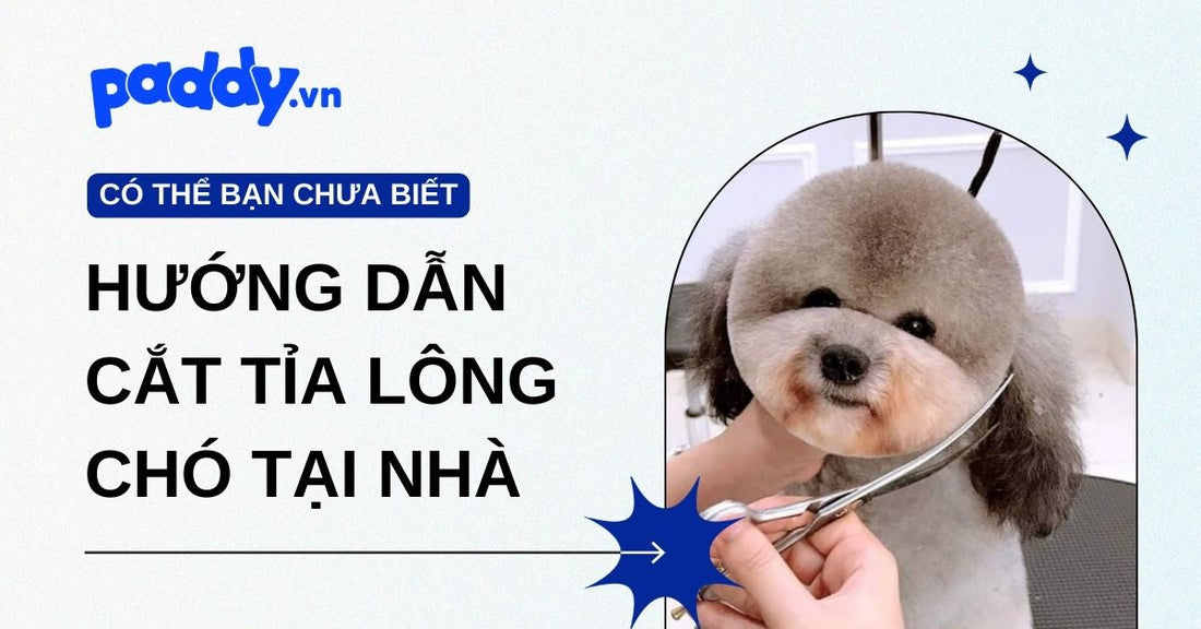 Hướng dẫn cắt tỉa lông chó tại nhà đơn giản, tiết kiệm thời gian cho Sen