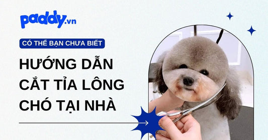 Hướng dẫn cắt tỉa lông chó tại nhà đơn giản, tiết kiệm thời gian cho Sen