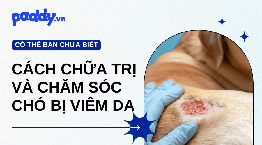 Cách Chữa Trị Và Chăm Sóc Chó Bị Viêm Da