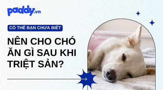 Chó ăn gì sau khi triệt sản