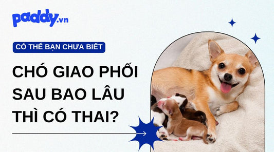 Thời gian có thai sau khi cho chó giao phối là bao lâu?