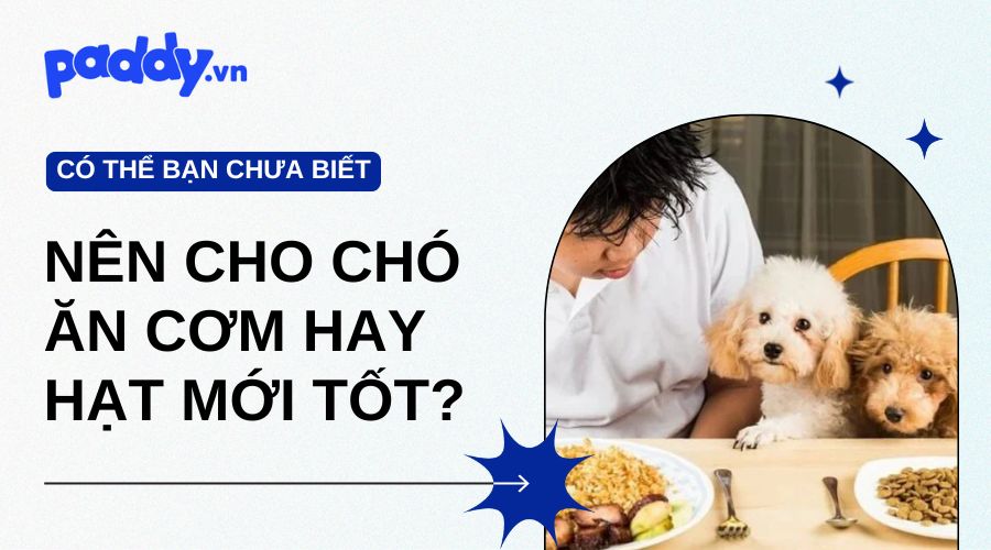 Nên Cho Chó Ăn Cơm Hay Hạt Mới Tốt?