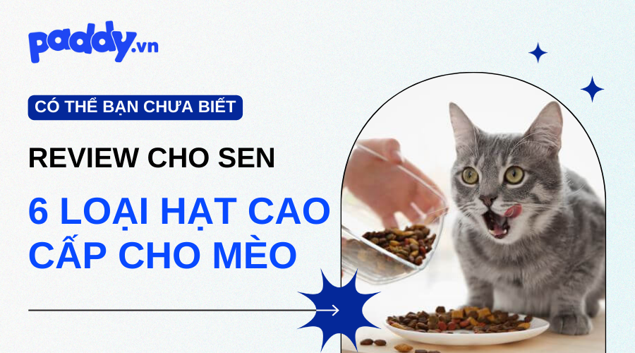 Review 6 Loại Hạt Cao Cấp Cho Mèo  - Paddy Pet Shop