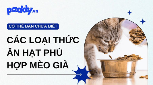 Bật Mí Các Loại Thức Ăn Hạt Phù Hợp Mèo Già