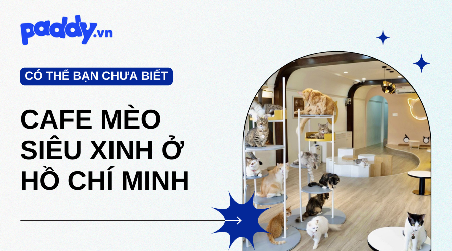 Điểm Tên Các Tiệm Cà Phê Mèo Siêu Xinh Ở TP. HCM - Paddy Pet Shop