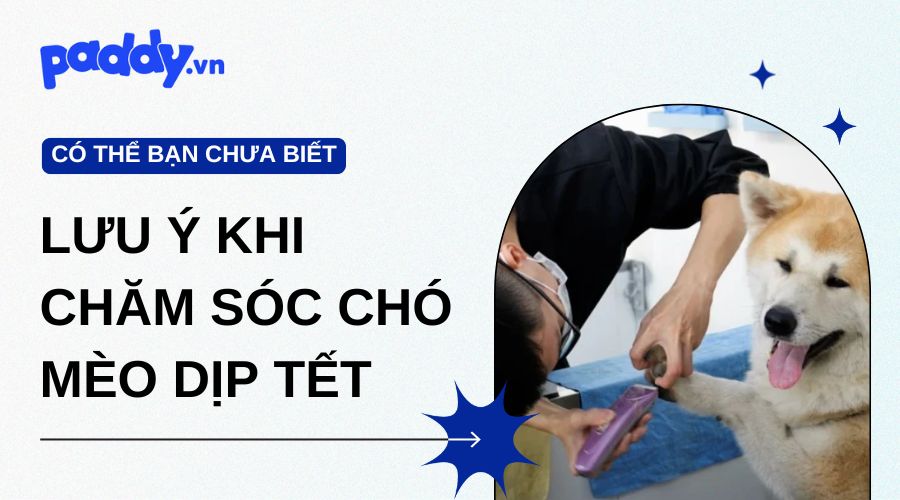 Những Lưu Ý Khi Chăm Sóc Chó Mèo Trong Dịp Tết