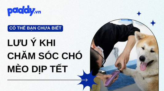 Những Lưu Ý Khi Chăm Sóc Chó Mèo Trong Dịp Tết
