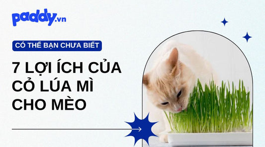 lợi ích cỏ lúa mì