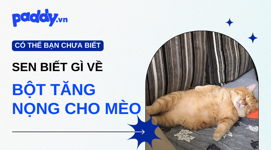 Bột Tăng Nọng Cho Mèo Có Tốt Không? - Paddy Pet Shop