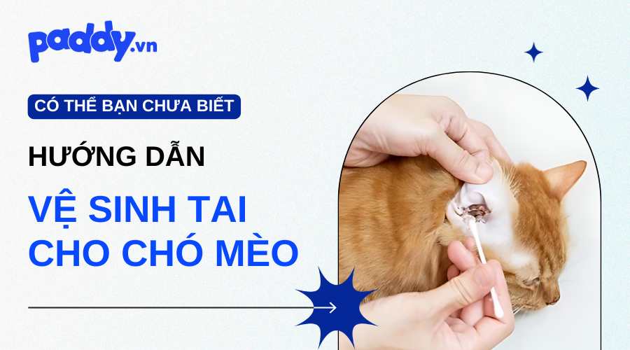 Hướng Dẫn Vệ Sinh Tai Cho Chó Mèo An Toàn Tại Nhà - Paddy Pet Shop