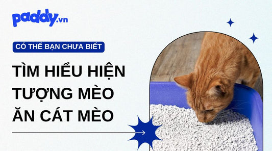 Hiện tượng mèo ăn cát mèo: Nguyên nhân, rủi ro và cách xử lý hiệu quả