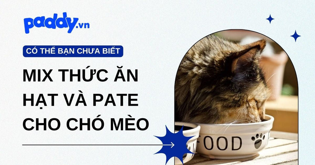 Cách mix thức ăn hạt và pate cho chó mèo đúng chuẩn giúp Boss ăn ngon, khỏe mạnh