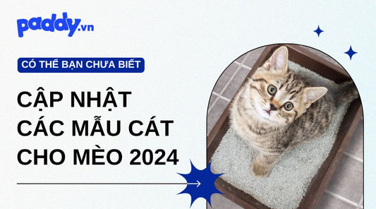 Cập Nhật Các Mẫu Cát Cho Mèo 2024