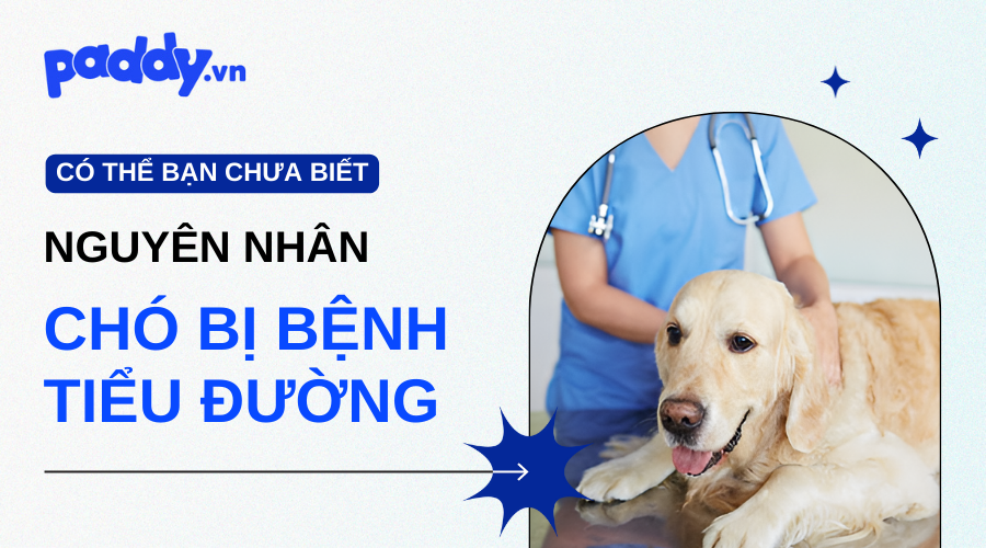 Nguyên Nhân Chó Bị Tiểu Đường Mà Bạn Cần Nên Biết - Paddy Pet Shop