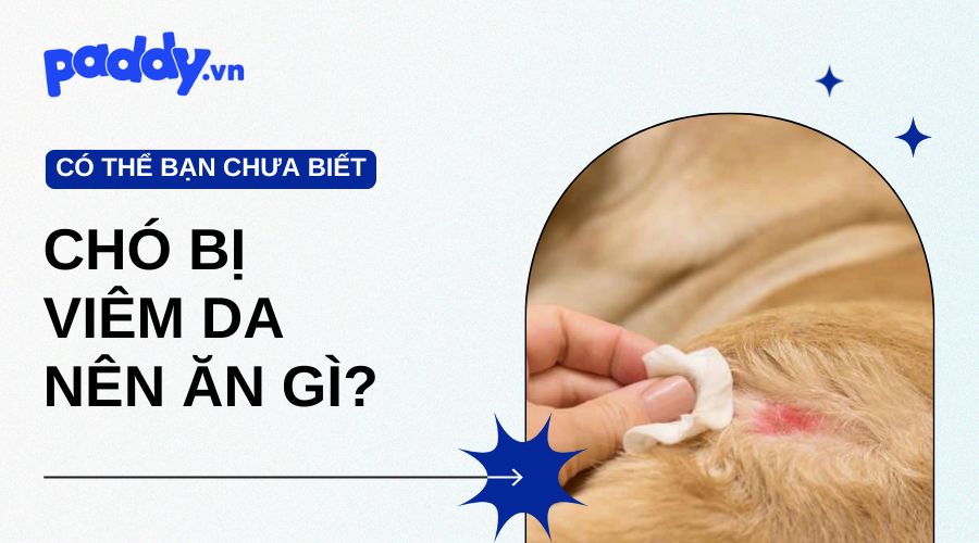 Chó bị viêm da nên ăn gì