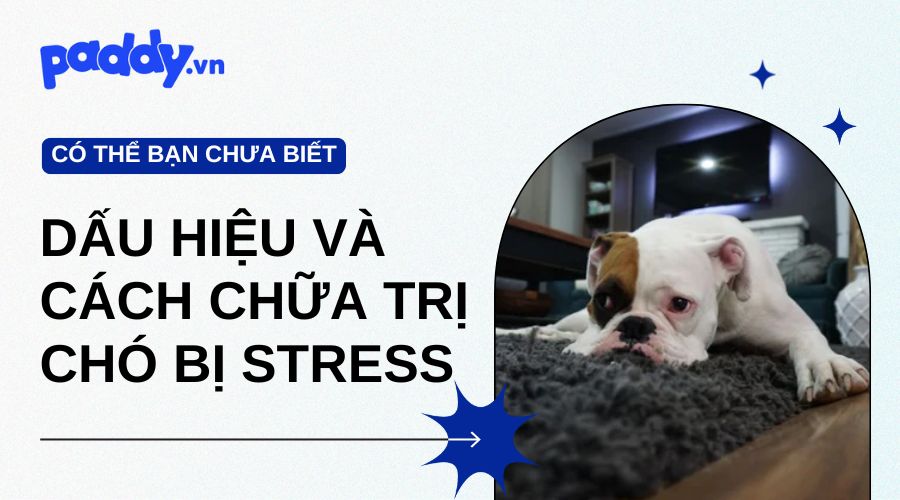 chó bị stress