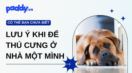Cùng Paddy tìm hiểu những lưu ý khi để thú cưng ở nhà một mình