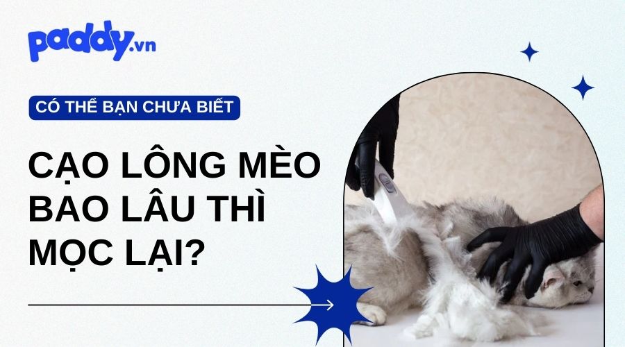 Cạo Lông Mèo Bao Lâu Thì Mọc Lại?