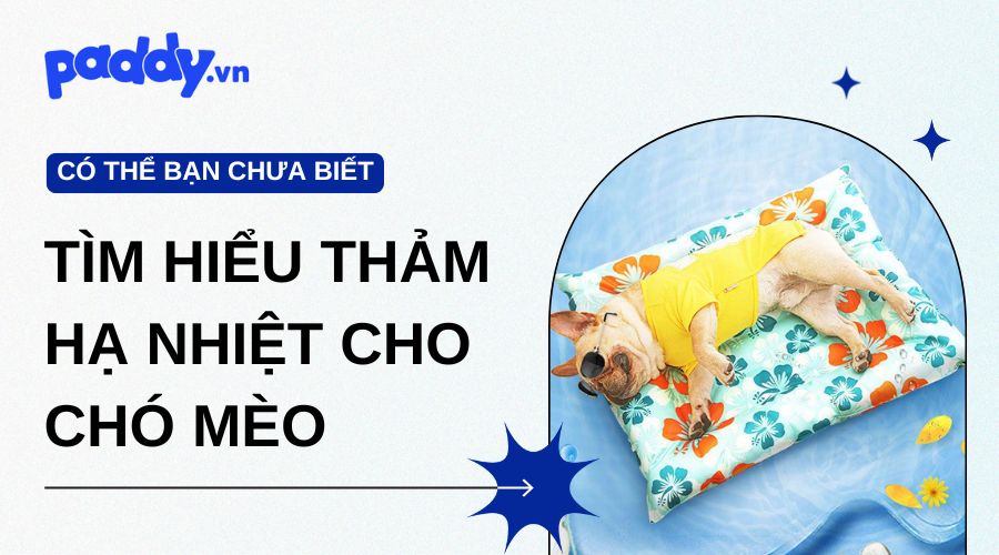 Tìm hiểu thảm hạ nhiệt cho chó mèo - Giải pháp làm mát hiệu quả
