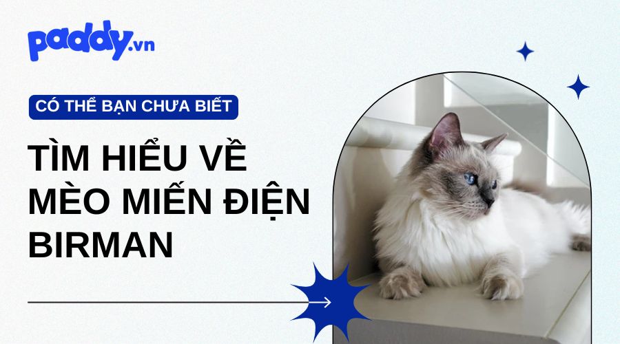 Mèo Miến Điện Birman - Nguồn Gốc Và Giá Bán