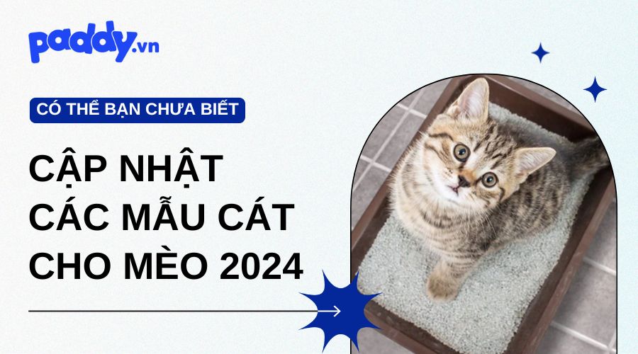 Cập Nhật Các Mẫu Cát Cho Mèo 2024