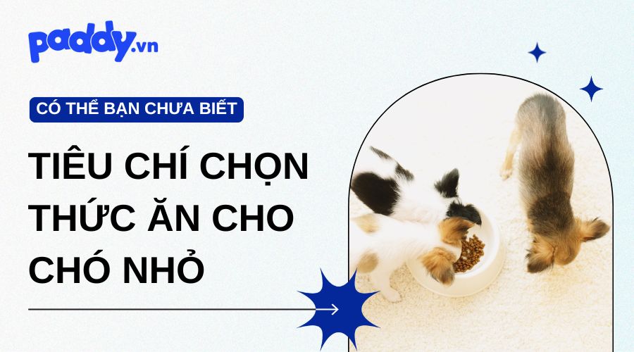 Chó nhỏ nên ăn gì? Tiêu chí chọn thức ăn đầy đủ dinh dưỡng và phù hợp