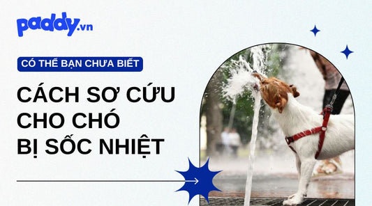 sơ cứu cho chó bị sốc nhiệt