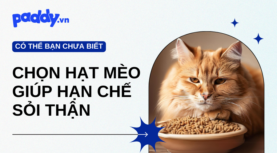 Cách chọn mua hạt cho mèo chính hãng, hạn chế sỏi thận - Paddy Pet Shop