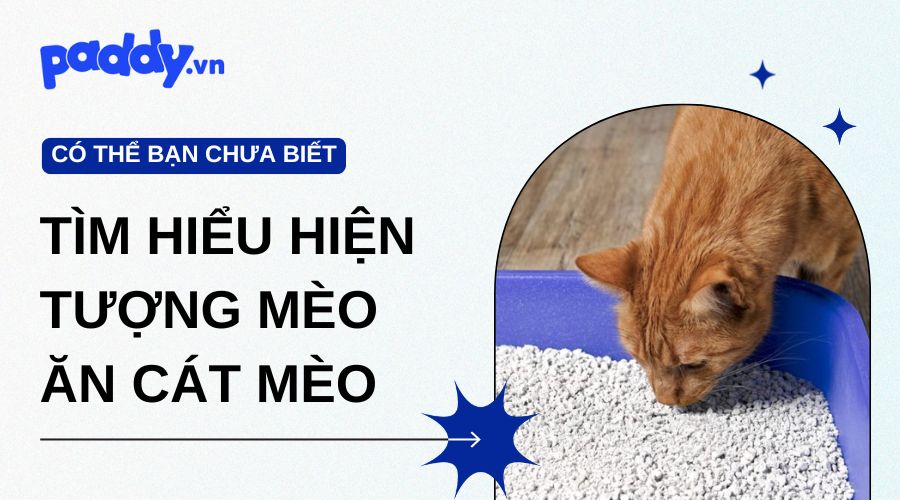 Hiện tượng mèo ăn cát mèo: Nguyên nhân, rủi ro và cách xử lý hiệu quả