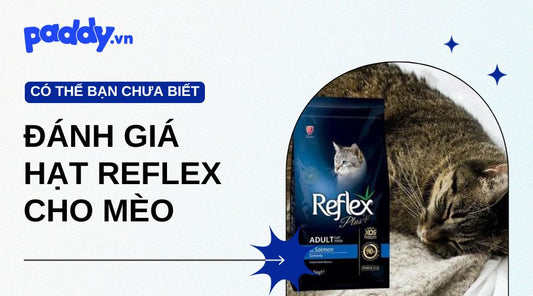 Đánh Giá Từng Loại Hạt Reflex Cho Mèo - Paddy Pet Shop