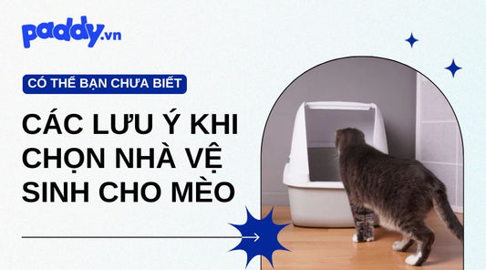 các lưu ý khi chọn nhà vệ sinh cho mèo