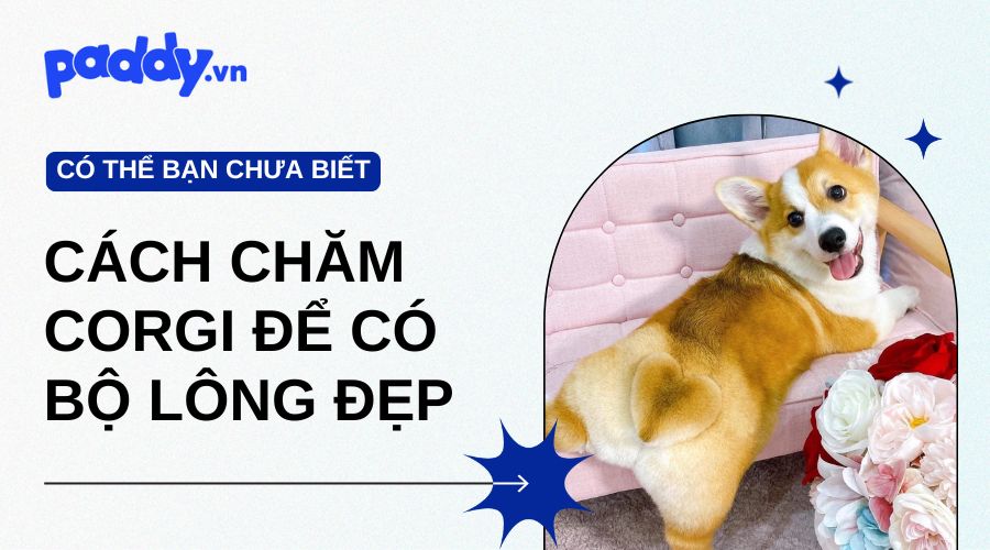 Cách Chăm Chó Corgi Để Có Bộ Lông Đẹp