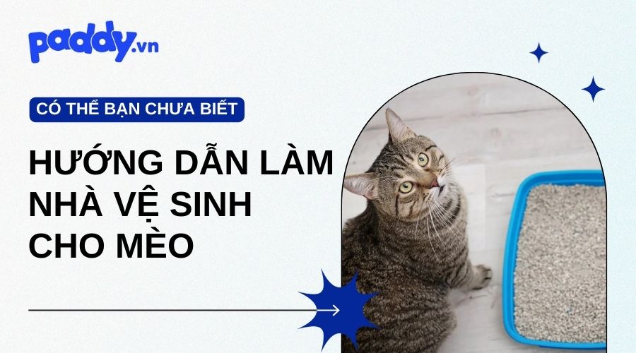 Hướng Dẫn Tự Làm Nhà Vệ Sinh Cho Mèo Khử Mùi Hiệu Quả - Paddy Pet Shop