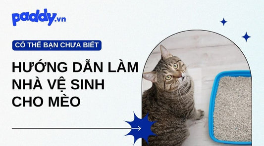 Hướng Dẫn Tự Làm Nhà Vệ Sinh Cho Mèo Khử Mùi Hiệu Quả - Paddy Pet Shop