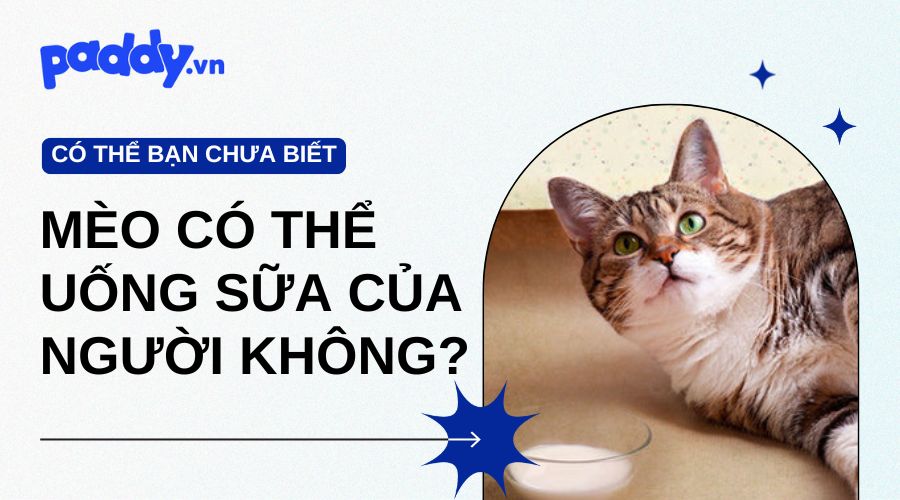 có nên cho mèo uống sữa của người