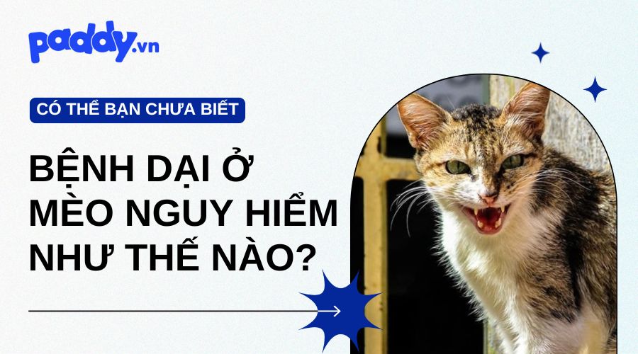 Bệnh Dại Ở Mèo Nguy Hiểm Như Thế Nào?