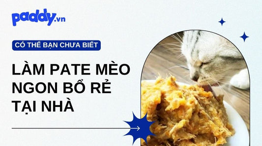 Cách Làm Pate Cho Mèo Ngon Bổ Rẻ Tại Nhà - Paddy Pet Shop