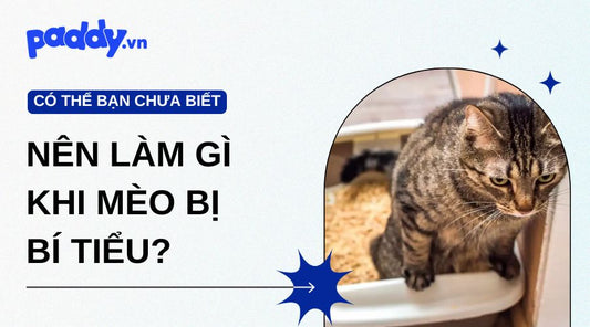 Mèo Bị Bí Tiểu Chủ Nuôi Phải Làm Sao?