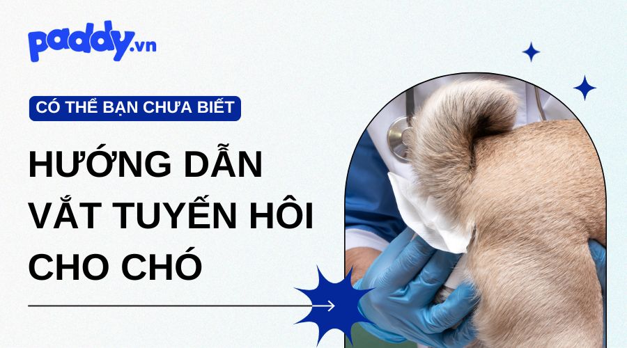 Hướng dẫn vắt tuyến hôi cho chó đúng cách